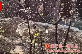 20220422唐师曾：一树梨花压海棠视频封面