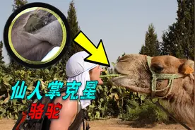 长满尖刺的仙人掌，骆驼“铜牙铁齿”直接生吞，为啥它不怕刺扎？视频封面