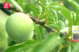 夏季“甜心”蜂糖李，李中贵族大量上市啦，还不快来尝鲜！视频封面