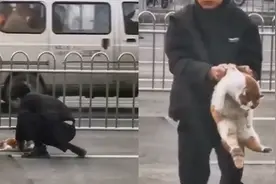 小哥穿过车流救被撞小猫并温柔轻抚，同伴：后来猫猫还是死了视频封面