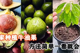 吃完牛油果核不要扔，教你在家种植热带果树，方法简单看完就会了视频封面