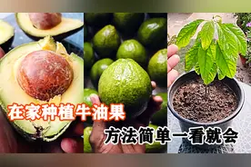 吃完牛油果核不要扔，教你在家种植热带果树，方法简单看完就会了视频封面