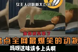 女主人腋窝有多臭，第一只猫闻一下臭跑了，第二只不信结果上头了视频封面