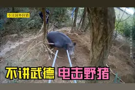 日本猎人不讲武德，电击野猪，太懒了，日本狩猎野猪纪录片