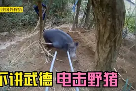 日本猎人不讲武德，电击野猪，太懒了，日本狩猎野猪纪录片