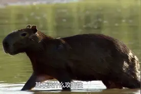 水豚的便便，究竟有多么的神奇？