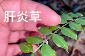 这种植物全身带刺，老人称肝炎草，野生的很少见了，你知道价值吗视频封面