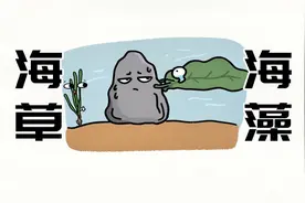 海草和海藻到底有什么区别？视频封面