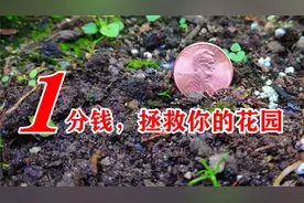 菜园里种硬币，只有老园丁才知道的秘密，铜钱在种植中的神奇功效视频封面