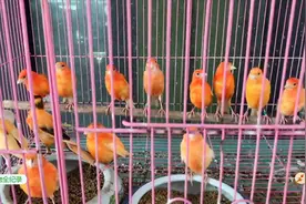 辣椒红金丝雀（公鸟），商家要价280一只，贵不贵？视频封面