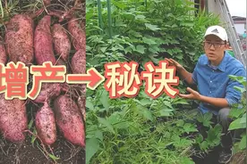 四月种红薯这样操作，缩短三个月种植时间，混种很多蔬菜瓜果！！视频封面