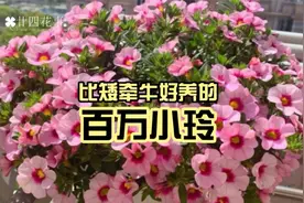 阳台养盆百万小玲，比矮牵牛好养，做好4件事，开花爆盆大半年视频封面