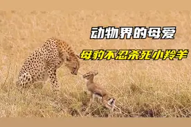 饥饿的母豹抓住小羚羊，一声奶叫让它母爱泛滥，不忍吃掉小羚羊视频封面