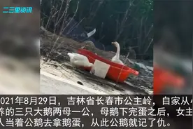 女主人当着公鹅面拿鹅蛋被记仇上演追逐大战视频封面