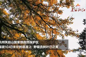 杭州天目山保护区，12000岁银杏树落叶风景如画视频封面