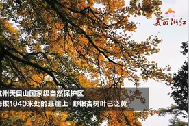 杭州天目山保护区，12000岁银杏树落叶风景如画视频封面