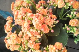 长寿花花后如何修剪，教你几招，新芽不断，来年花开爆盆视频封面