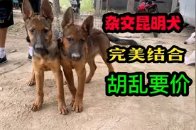 狗市发现两条杂交昆明犬，完美结合非常漂亮，可惜老板胡乱要价