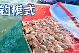 阿明家放排钩用鸡肠和虾，海货接连不断拉到手软，一趟能赚上千块视频封面