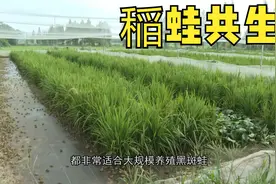 江西90后老表“稻花香里说丰年，听取蛙声一片”视频封面