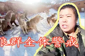狼最怕什么东西！狼群的弱点意外被发现，有了这招狼王都听你话！视频封面