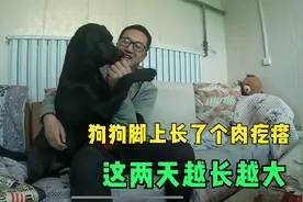 狗狗脚上长了个肉疙瘩，这两天越长越大，带医院检查需要做手术吗视频封面