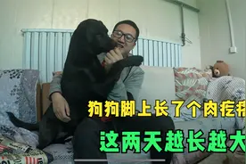 狗狗脚上长了个肉疙瘩，这两天越长越大，带医院检查需要做手术吗视频封面