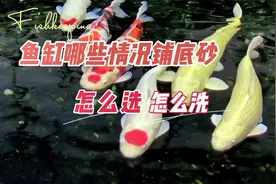 鱼缸哪些情况该铺底砂？知道如何选择和清洗：养鱼笔记第4季31集