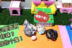 仓鼠小黑豆看到贝壳里的珍珠后，就说小墨耳才是真猪，结果惨了！视频封面