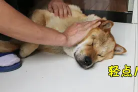 3只田园犬身上抓到20只蜱虫，个个撑得饱饱的，这是钻到虫窝了吗视频封面