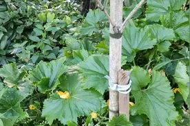 种植冬瓜想要高产有技巧，必须掌握以下要点，瓜藤节节开花长冬瓜视频封面