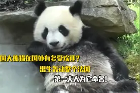 熊猫在国外有多受宠？圆梦出生轰动整个法国，第一夫人为它命名！视频封面