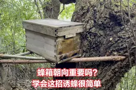 独树必来蜂，同样是大树你放诱蜂箱不来蜂？小伙教你朝向很重要视频封面
