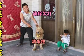 金毛和小虎儿子抢香蕉吃，结果被小虎拴起失去自由，真是自作自受视频封面