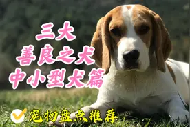 盘点三大善良之犬-中小型犬篇，柯基柴犬统统出局