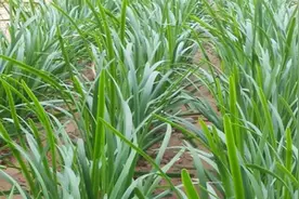 韭菜叶黄长得瘦弱怎么办？告诉你个好方法，长得粗壮叶片嫩绿视频封面