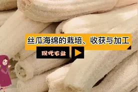 现代农业之——丝瓜海绵的栽培、收获与加工（老王讲糖系列视频)