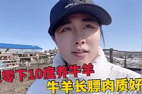 内蒙零下10度养牛，一片草场200多头牛，羊倌赶牛来回跑几百公里视频封面