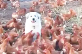 狗狗帮主人看守鸡群，当主人回来时，看到的画面让人哭笑不得！视频封面