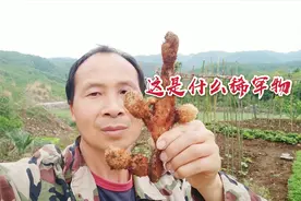 大山里的这种稀罕物，这个70后农民第一次看见感觉很稀奇，你呢？视频封面