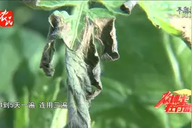西红柿溃疡病治疗方案