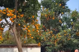 女子发现邻居家果树，走进院子直呼太神奇：一棵树结十几种水果视频封面