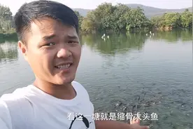 广东高密度养殖缩骨大头是否有前景，好鱼为啥不畅销呢视频封面