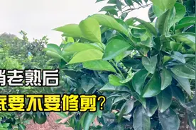 柑橘秋梢老熟以后要不要修剪？好多果农都做错了视频封面