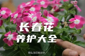 园艺师教你养长春花，这可能是关于长春花，最全面的教程了视频封面
