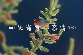 凤头雀莺（高清4K）视频封面