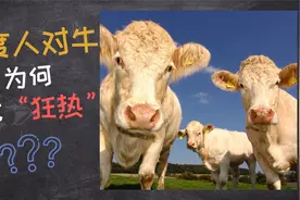 为何印度人如此偏爱“牛”？视频封面