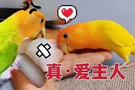 事实证明，主人和鹦鹉之间的感情，是禁不起测试的！#奇妙的动物视频封面