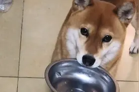 当主人吃螺蛳粉，狗的反应太快乐了，主人：它不是屎！视频封面