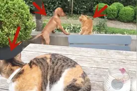猫咪看到自家狗子被打，气势汹汹冲上去干架，镜头记录全过程！视频封面